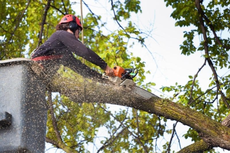 Dublin Tree Pruning Services