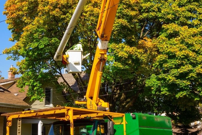 Dublin tree removal services